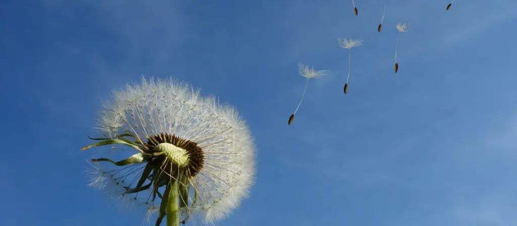 Trauerhilfe Pusteblume